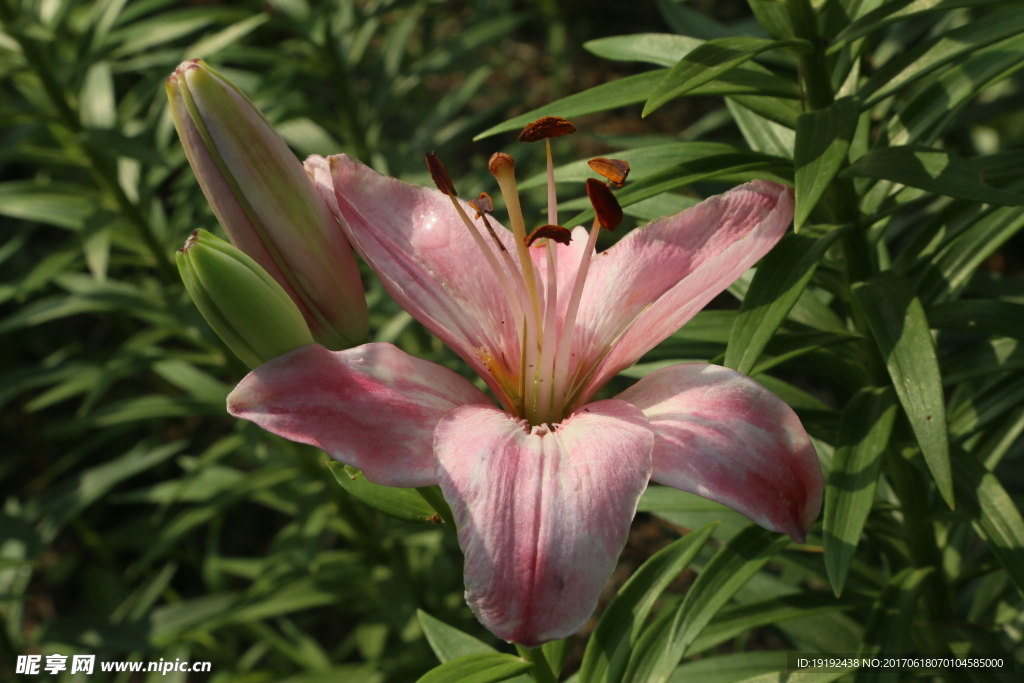 百合花
