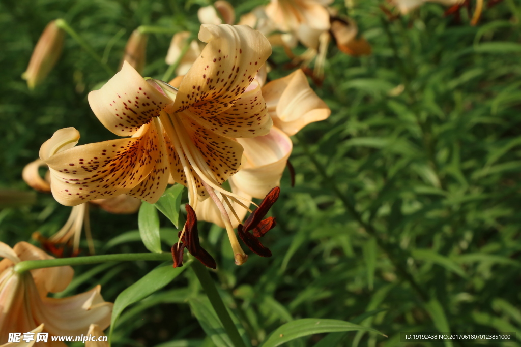 百合花