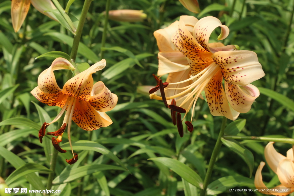 百合花