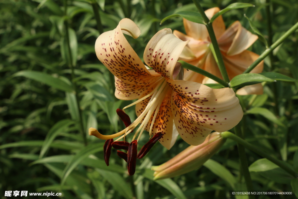 百合花
