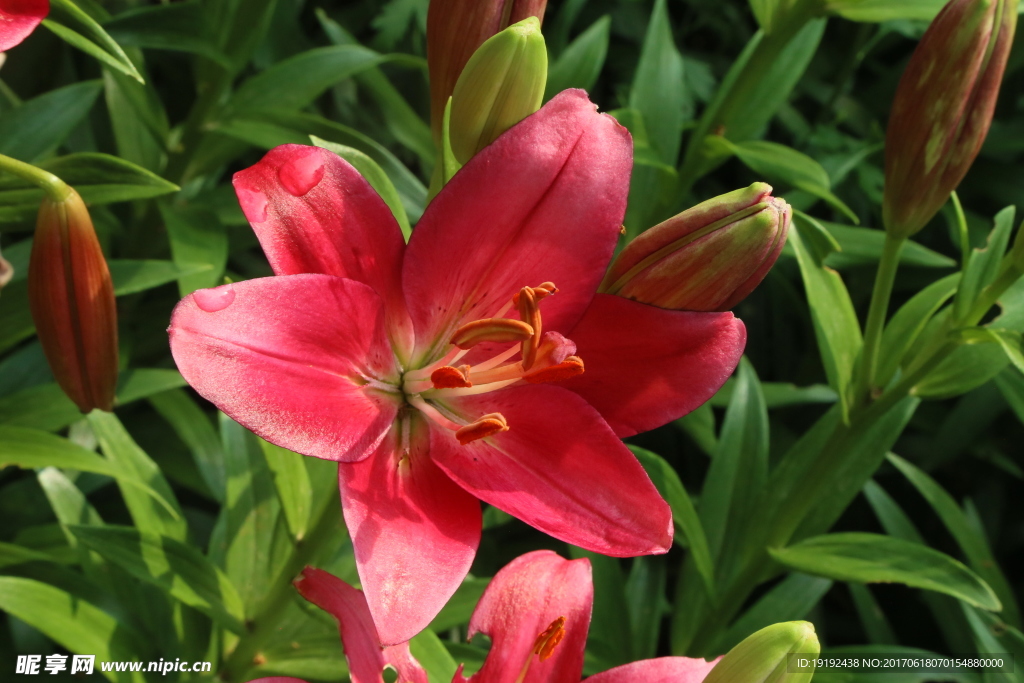 百合花