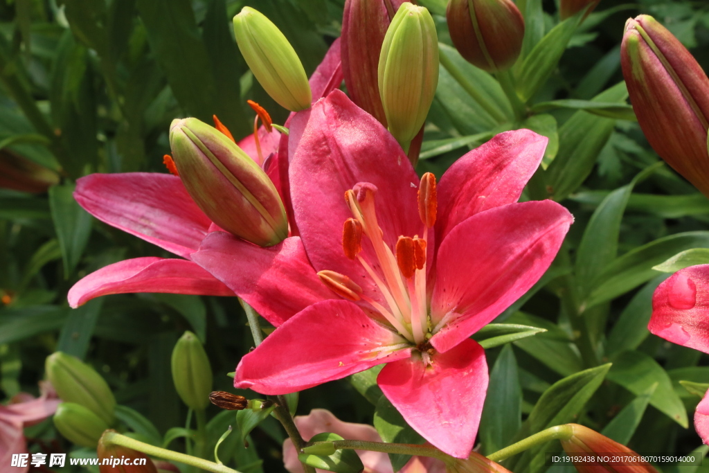 百合花