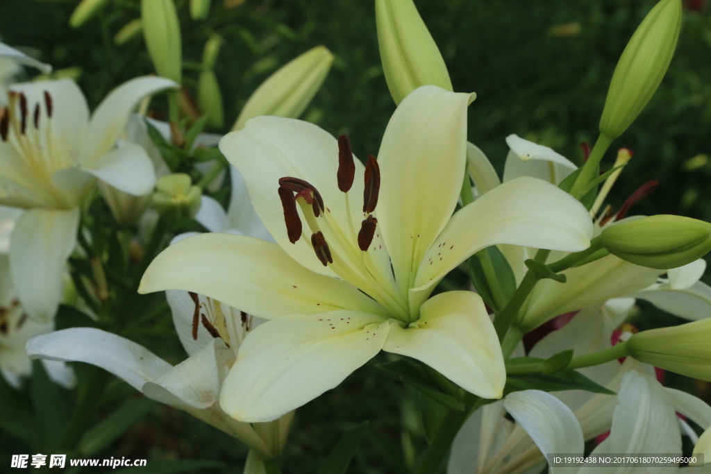 百合花