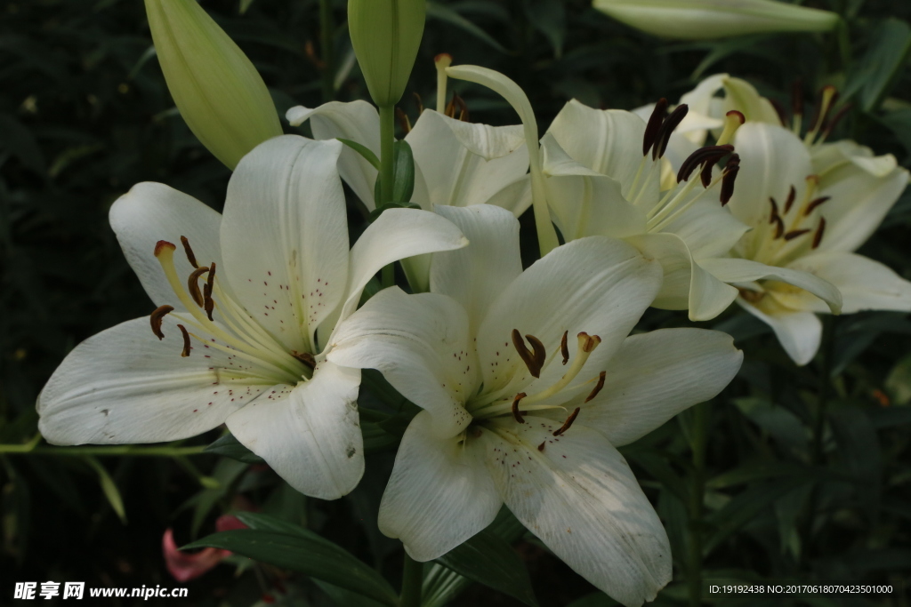 百合花