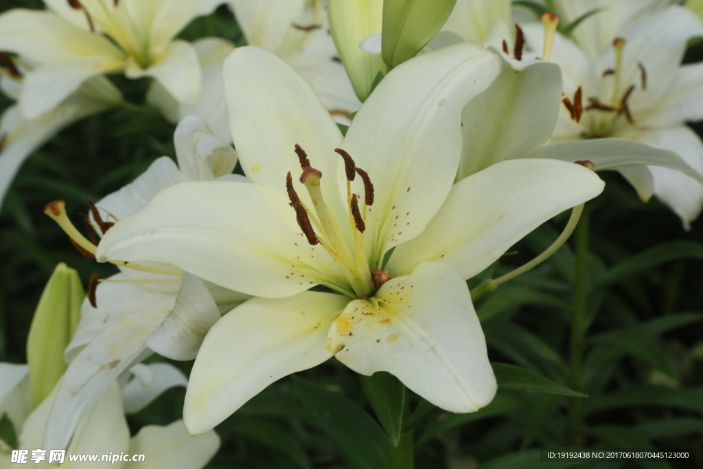百合花