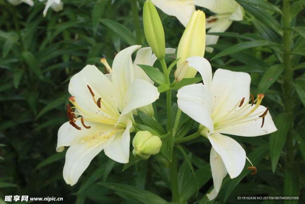 百合花