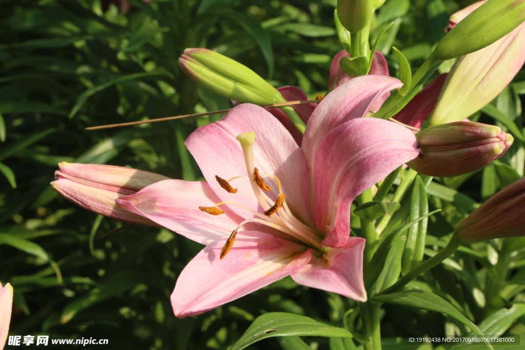 百合花
