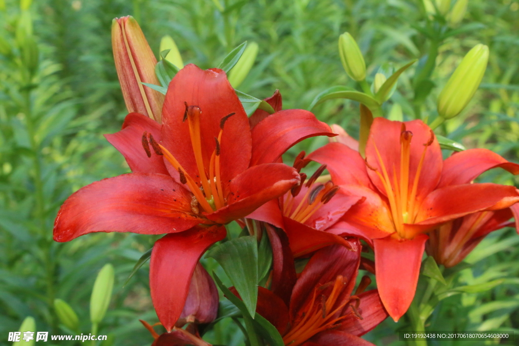 百合花