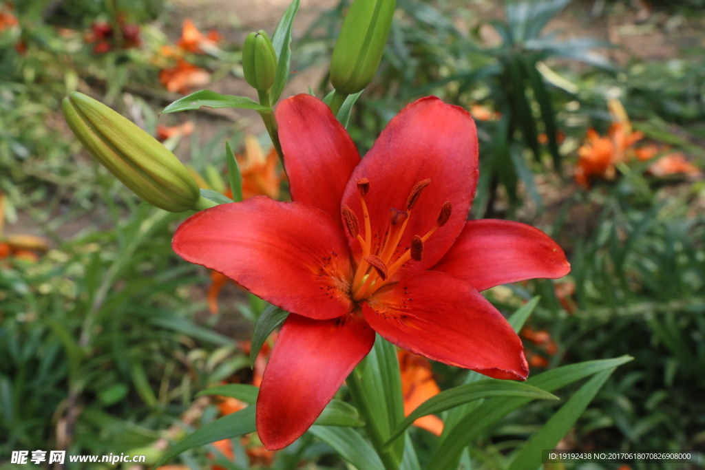 百合花