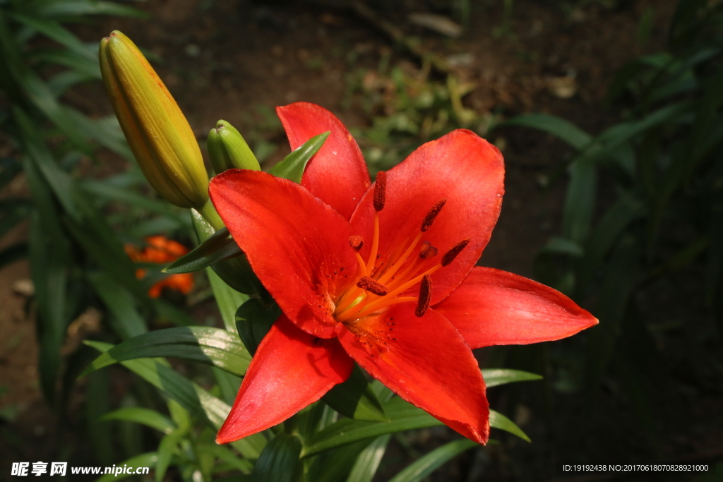 百合花