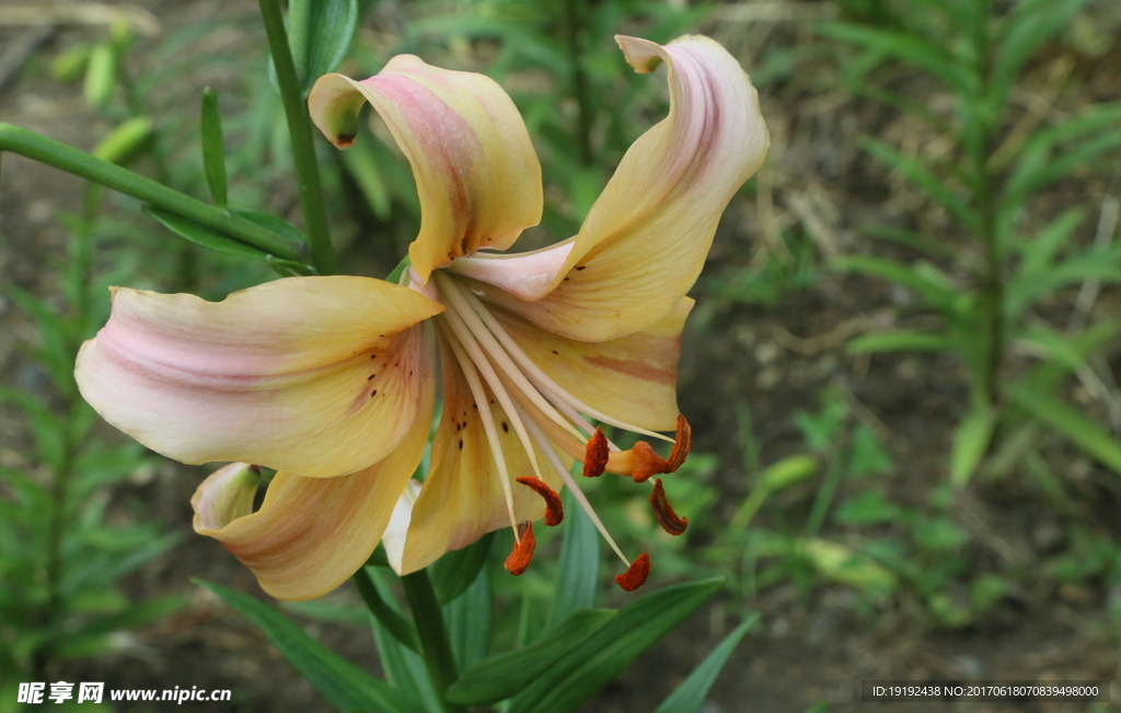 百合花