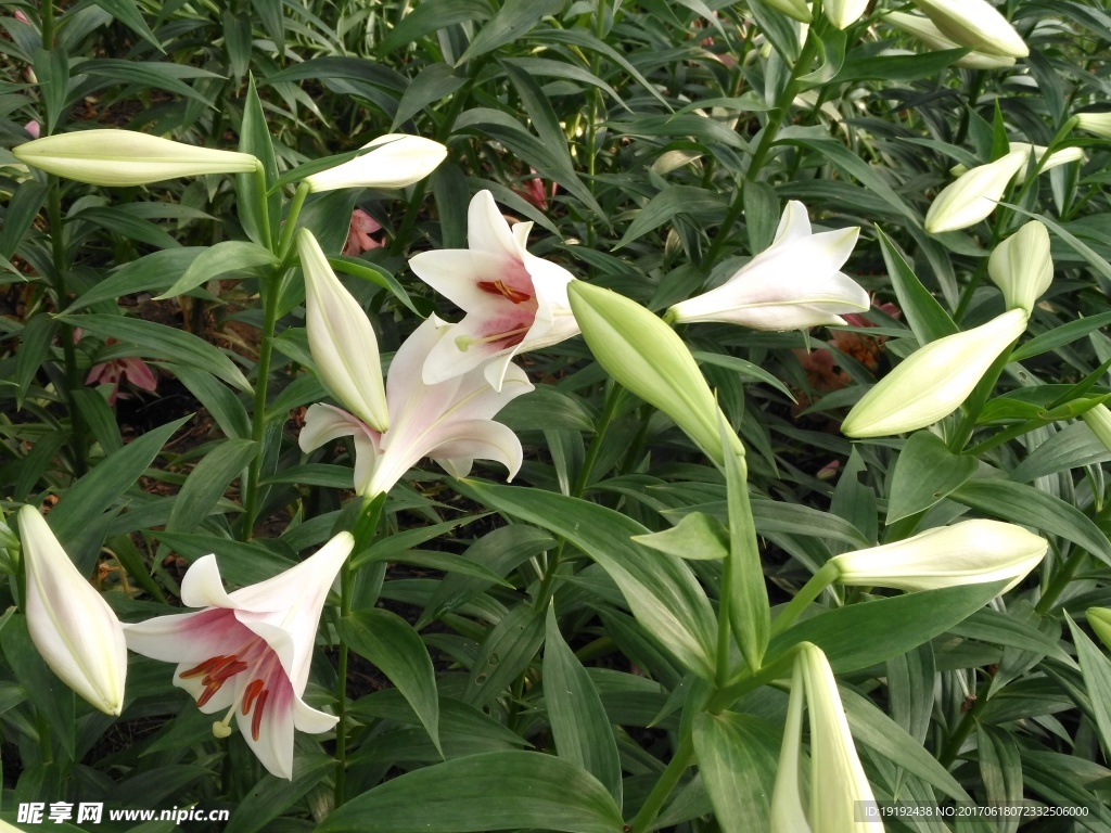 百合花