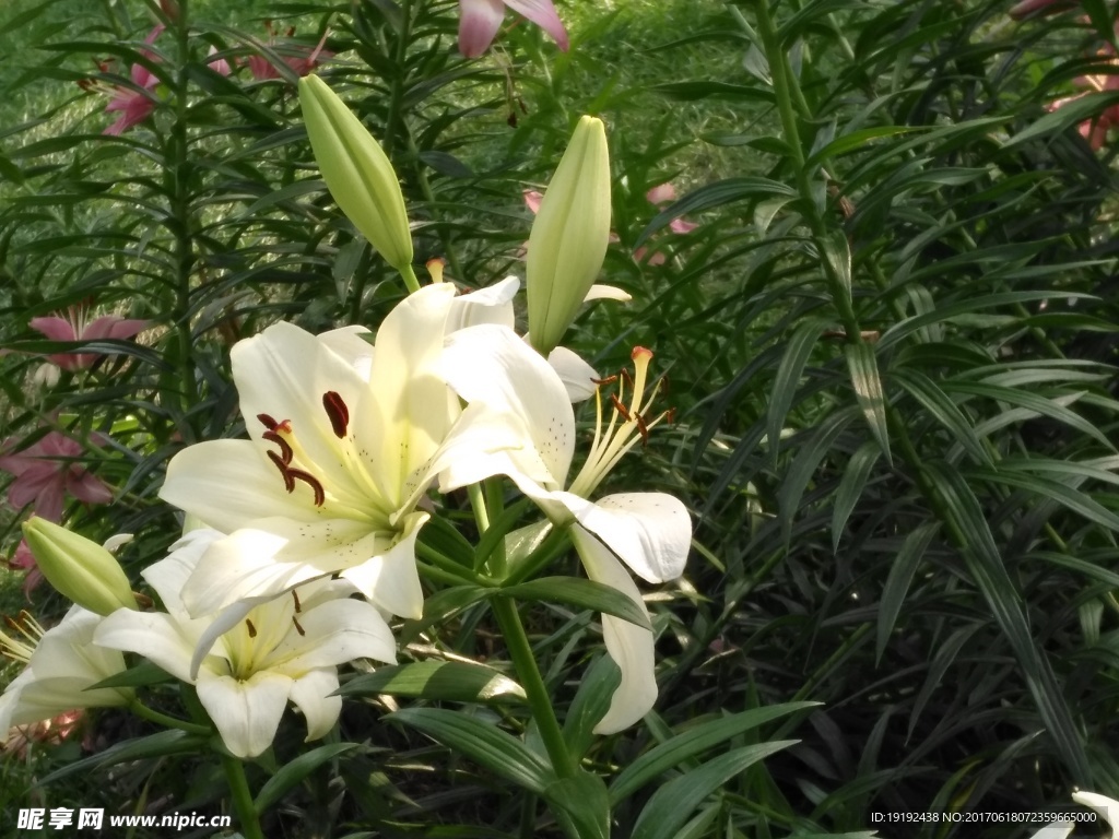 百合花