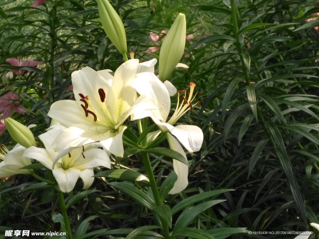 百合花