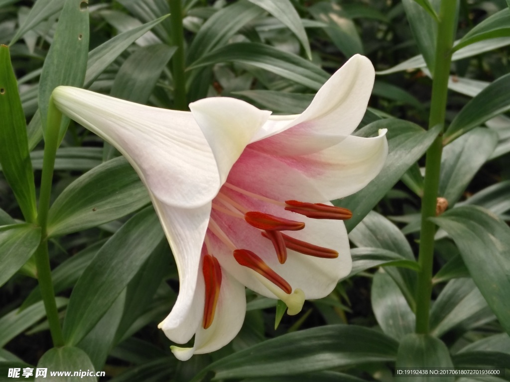 百合花