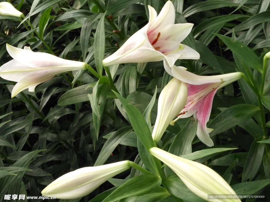 百合花