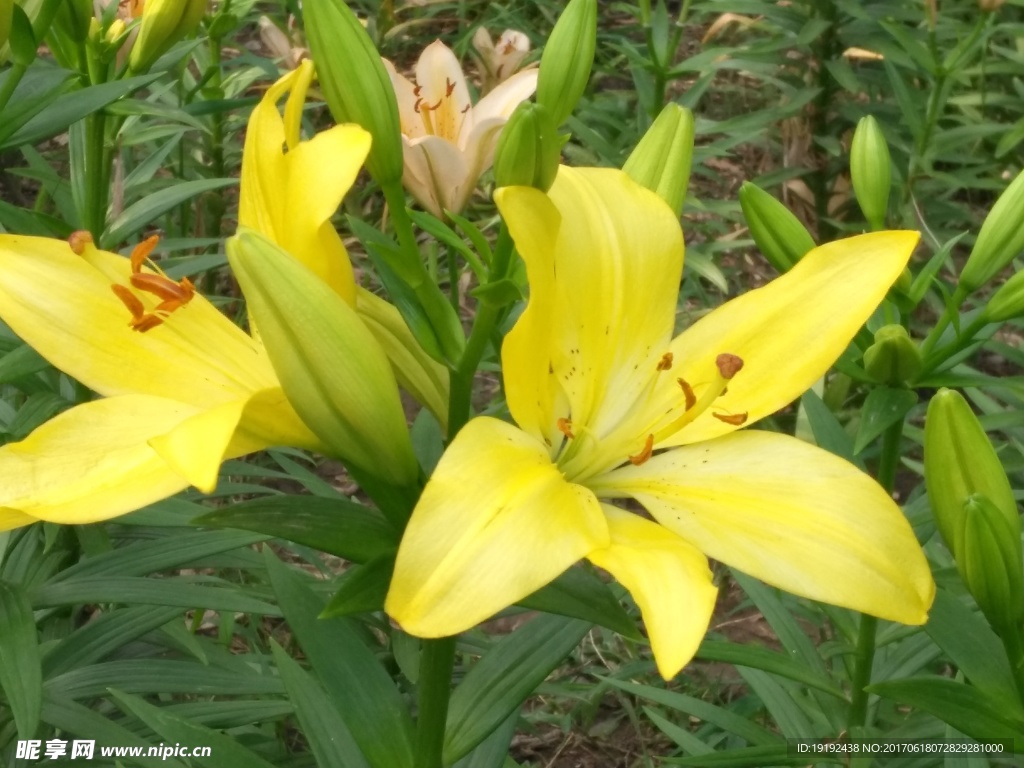 百合花