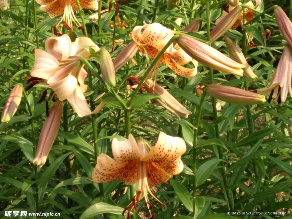 百合花