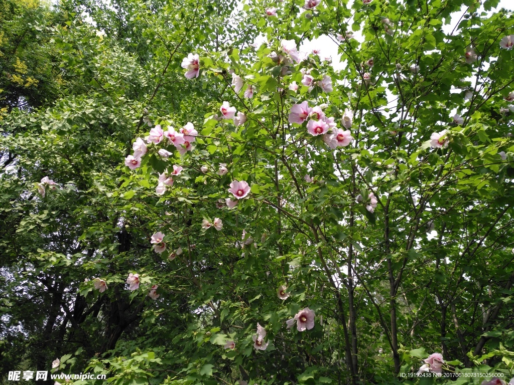 木槿花