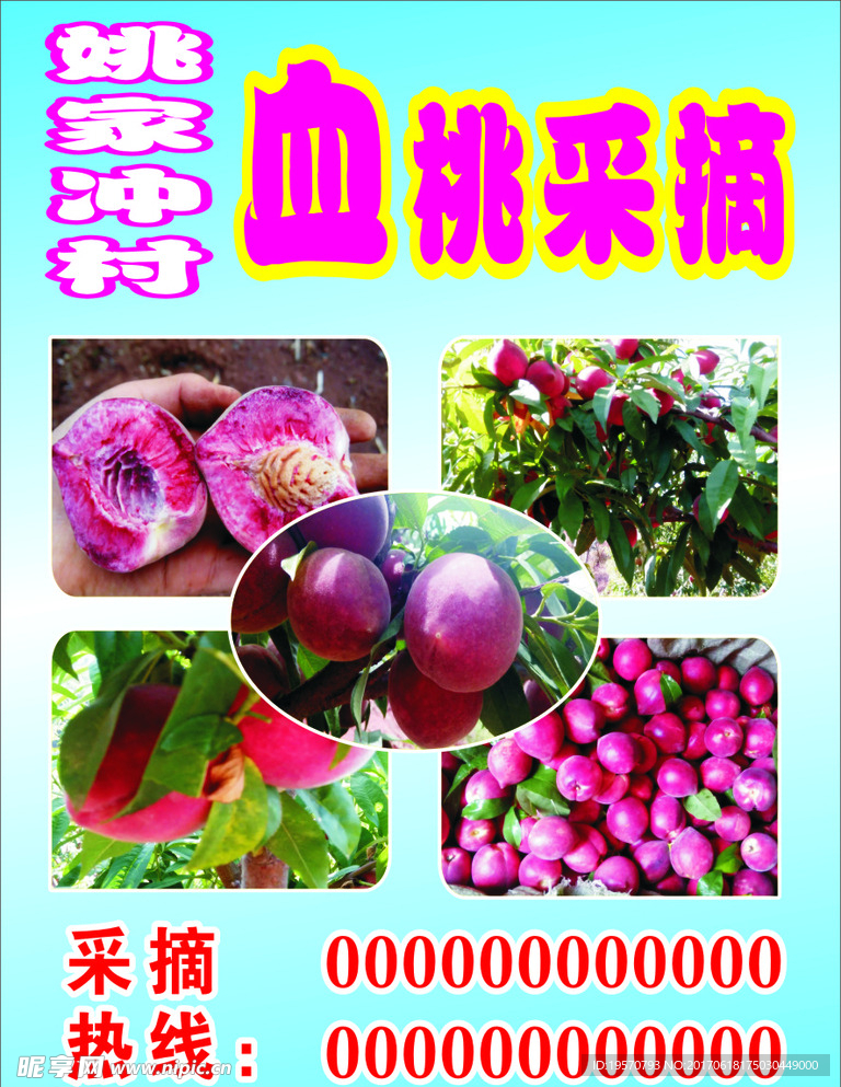 血桃采摘