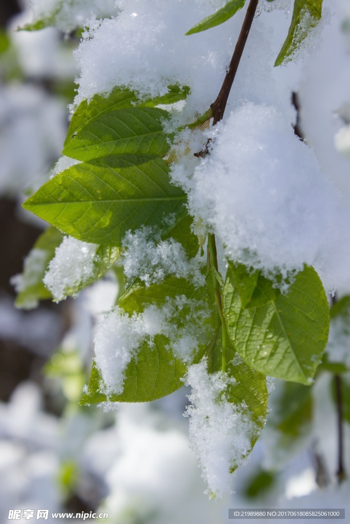 挂满了雪的枝叶