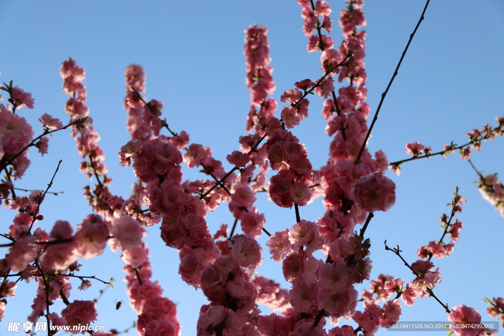 樱花