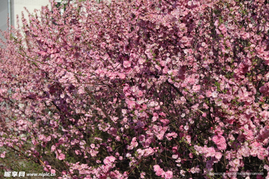 樱花