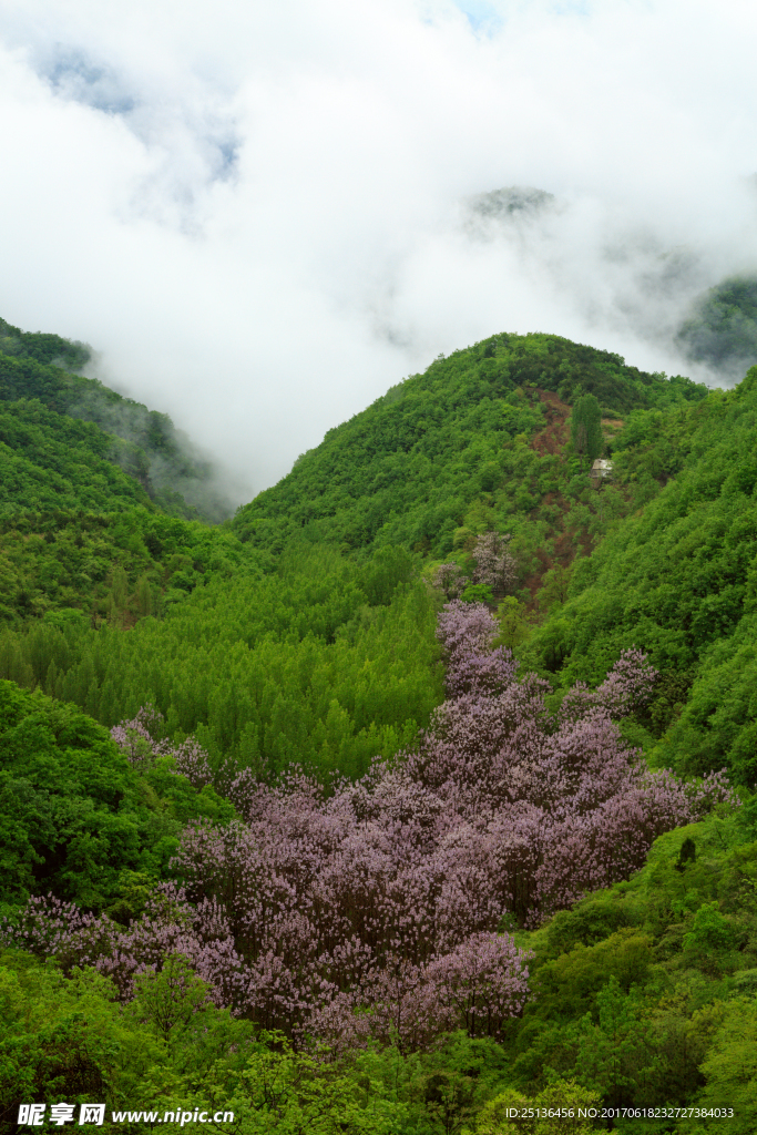 山涧花开