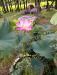 莲花