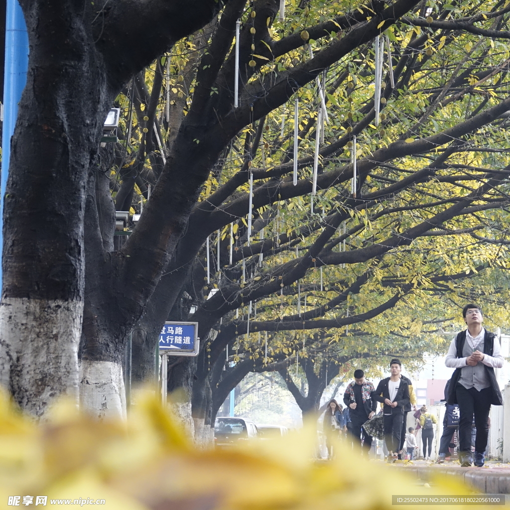 都市秋叶