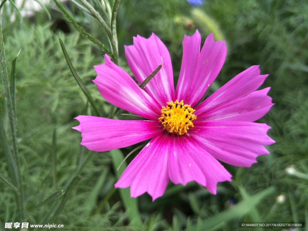 格桑花