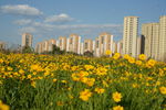 花海 黄花 建筑