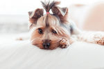 美丽的蝴蝶犬