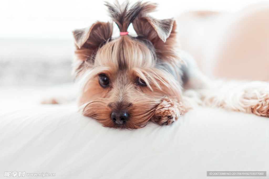 美丽的蝴蝶犬