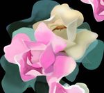 手绘花卉