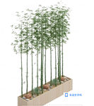 竹子 植物