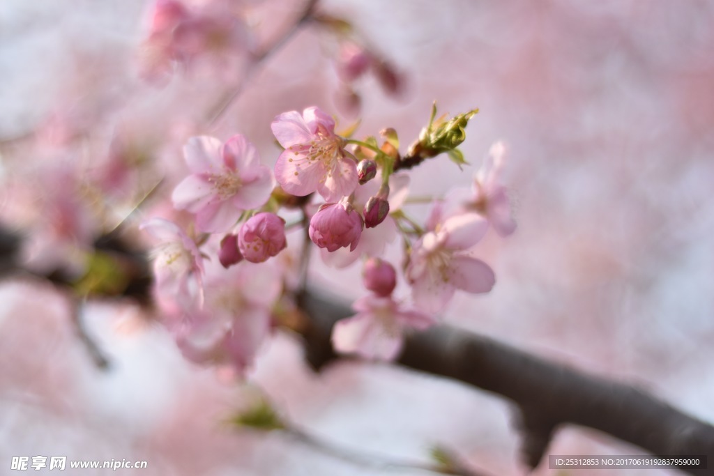 樱花