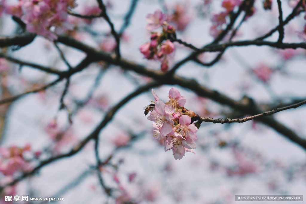 樱花