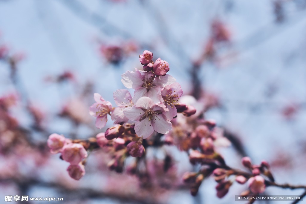 樱花