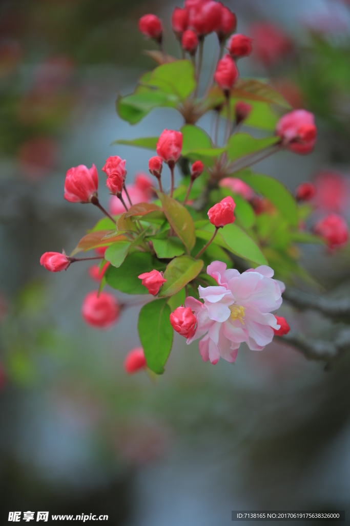 海棠花