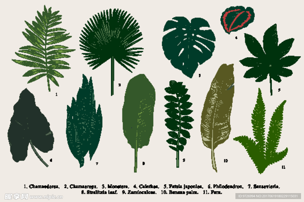 植物树叶绿叶叶子矢量图下载