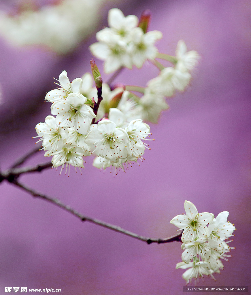 春花烂漫