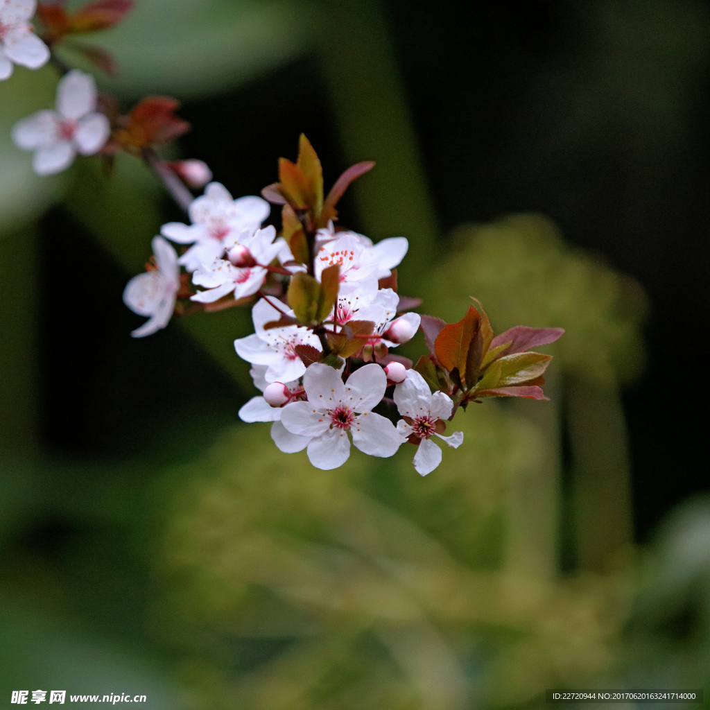 桃花特写