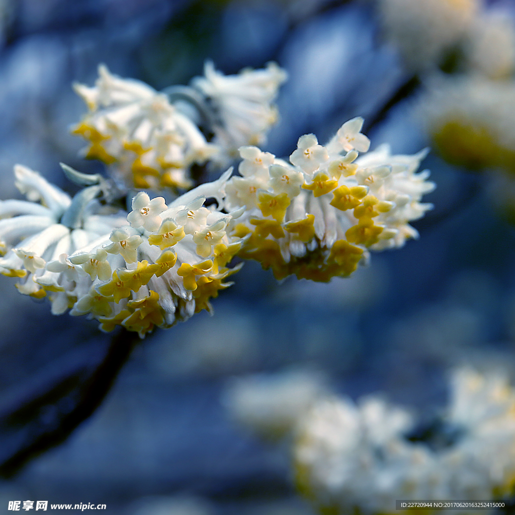 结香花特写