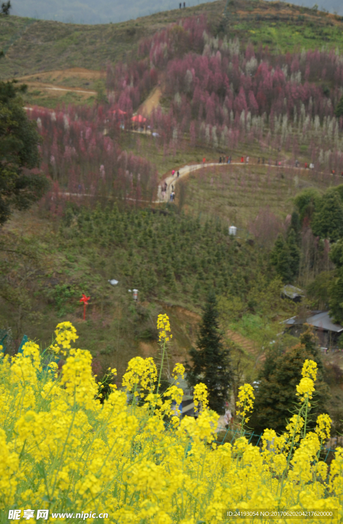 油菜花