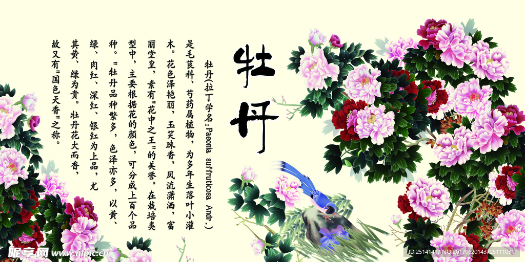 牡丹花
