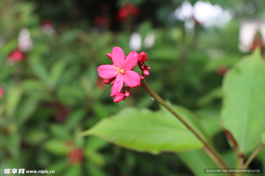 花卉 鲜花