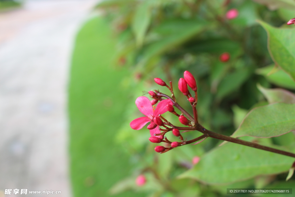 花卉 红花