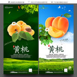 黄桃