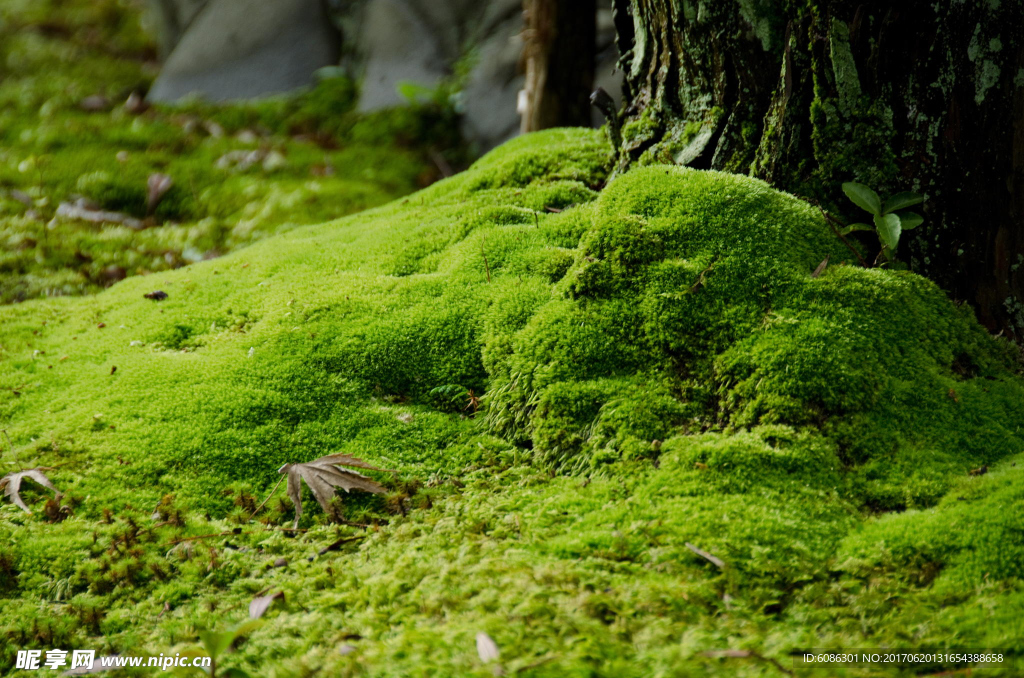 大自然苔藓植物微景观